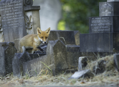 Fox in a churchyard