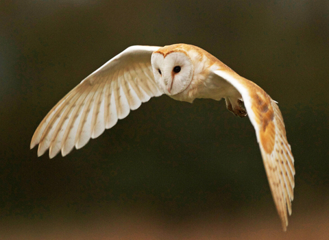 Barn Owl in flight